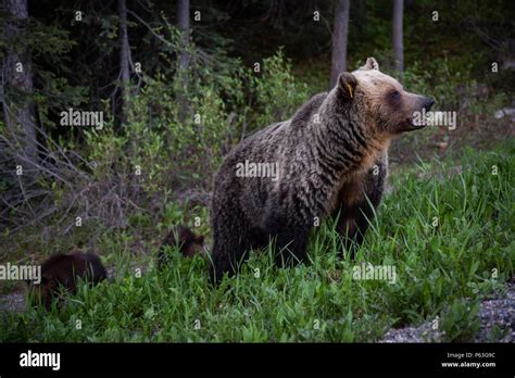 Mother Grizzly Bear With Her Cubs Is Eating Weeds And Grass In The