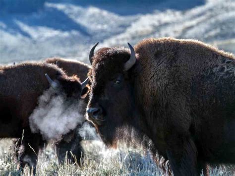 Liberan Bisontes Americanos En Coahuila En D A Mundial De La Vida