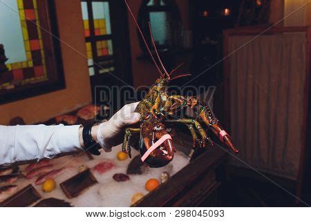 Lobster. Hand Holding Image & Photo (Free Trial) | Bigstock