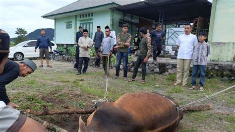 Kodim Bener Meriah Sembelih Hewan Kurban Ekor Tribungayo