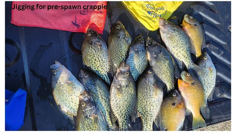 Jigging For Pre Spawn Crappie Youtube