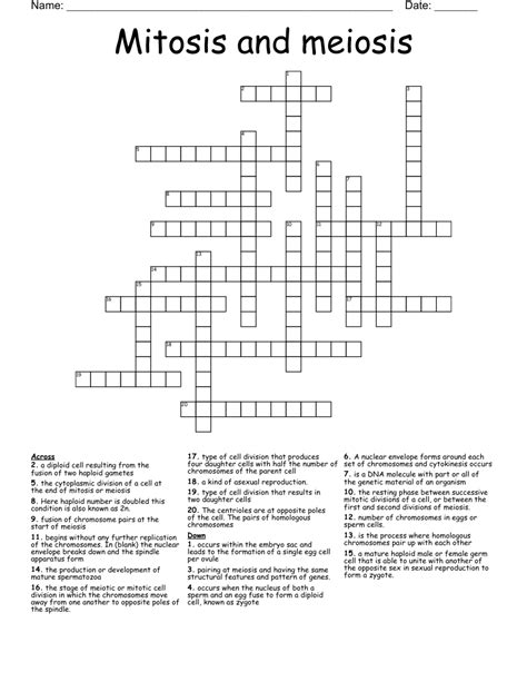 Mitosis And Meiosis Crossword Wordmint