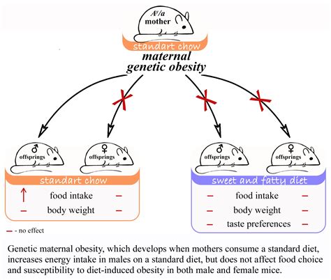 Ijms Free Full Text Genetic Obesity In Pregnant Ay Mice Does Not