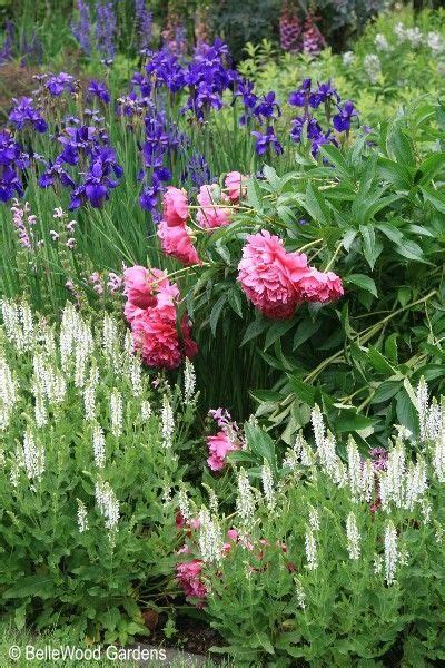 Siberian Iris Peonies And Icicle Veronica 1000 Peonies Garden