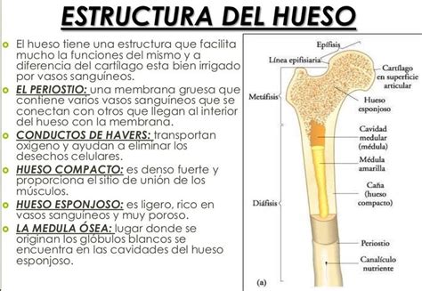 Tomidigital Estructura De Los Huesos En 2023 Estructura Del Hueso