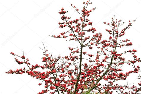 Images Silk Cotton Tree Flower Red Silk Cotton Tree The Latin Name