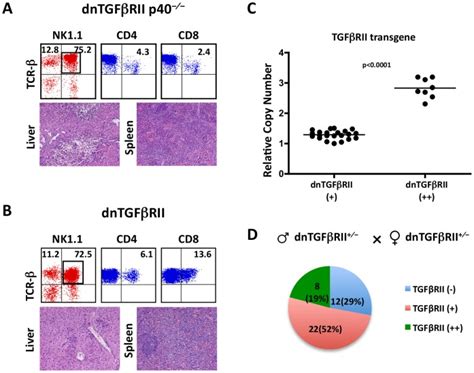 A Representative Immunophenotype Of Hepatic Lymphocytes Upper Panels Download Scientific