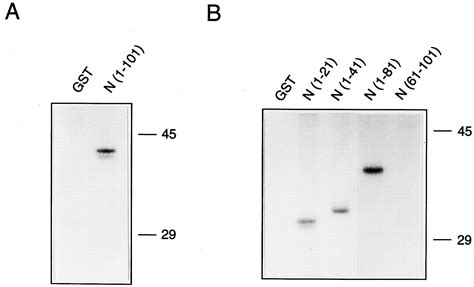 Phosphorylation Of Caveolin By Src Tyrosine Kinases Journal Of