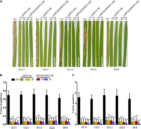 Frontiers Overexpression Of Arabidopsis Nucleotide Binding And Leucine Rich Repeat Genes Rps2