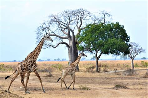 Mikumi National Park Safari Tour Operator Tanzania Emotion Safaris