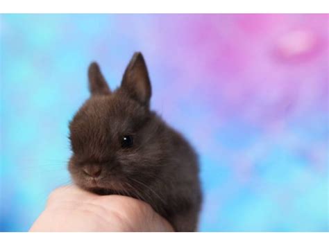 Purebred Netherland Dwarf Bunnies For Sale Madison Bunnies For Sale