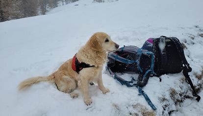 Valanga In Quota Per Fortuna Ci Sono I Cani Da Soccorso