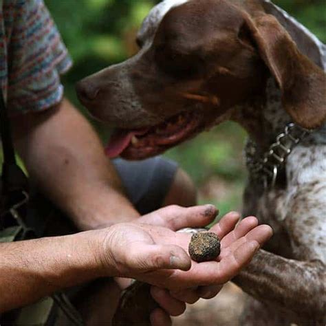 Langhe Truffle Experience Truffle Hunting And Truffle Lunch Loft Italy