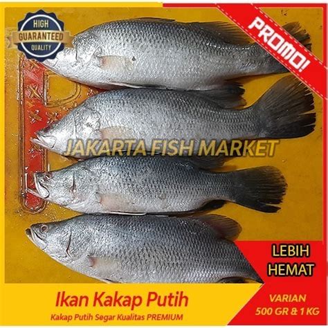 Jual Ayala Ikan Kakap Baramundi Segar Kakap Putih Fresh Ikan Laut