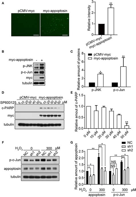 Frontiers Appoptosin Mediates Lesions Induced By Oxidative Stress