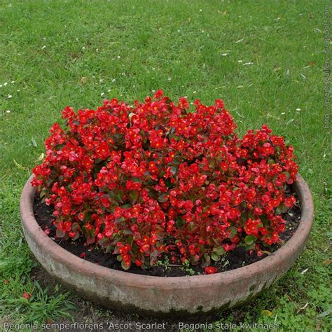 Begonia De Flor Begonia Semperflorens