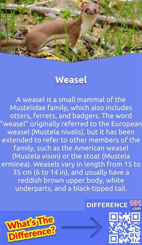 Weasel vs. Ferret: Key Differences, Pros & Cons, Similarities ...