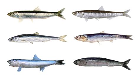 Species Of Anchovies Genus Engraulis With English Latin Names