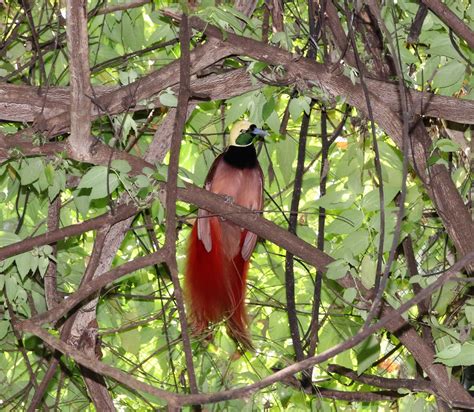 Raggiana Bird Of Paradise