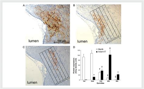 Immunohistochemical Localization Of Mertk And Adam In The Tissue