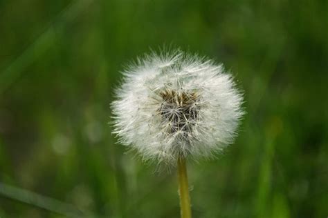 Les Meilleurs Rem Des Naturels Pour Liminer Les Mauvaises Herbes De