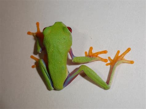 Red Eye Tree Frog Captive Bred Baby Strictly Reptiles