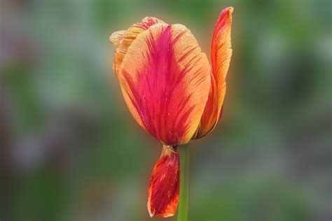 Tulipa Flor Pingo D Gua Foto Gratuita No Pixabay Pixabay