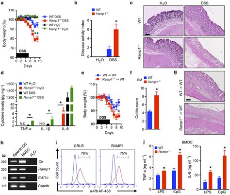 Calcitonin Generelated Peptide Cgrp Receptor Deficiency In