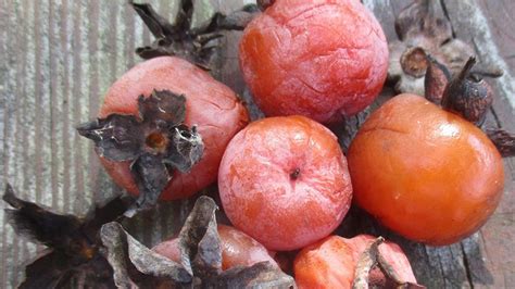 Persimmon Trees Are A Sweet Virginia Native Windsor Weekly Windsor