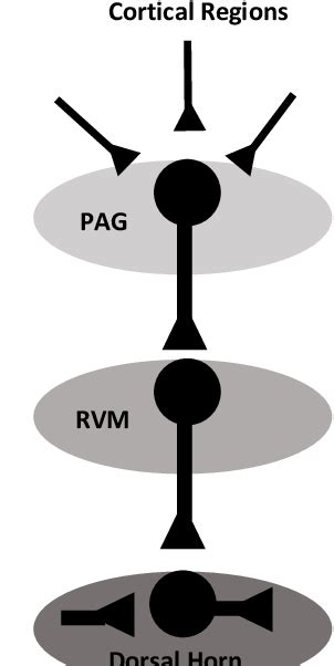 Figure 4 From The Effects Of Acute Stress On Responses To Nociceptive