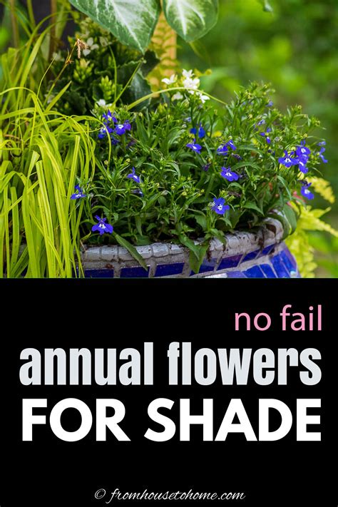 Best Shade Annuals: 16 Flowers and Foliage Plants For Shade