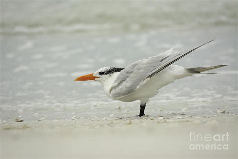 Royal Tern Stretching 9006 Photograph By Marvin Reinhart Fine Art