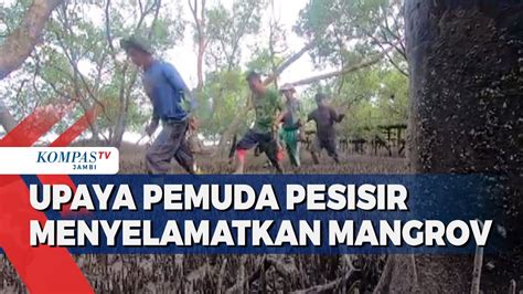 Upaya Pemuda Pesisir Menyelamatkan Mangrov Youtube