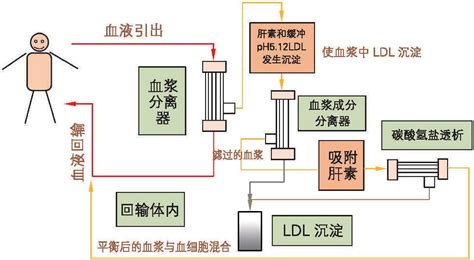 第3节 血脂净化 临床医学 医学