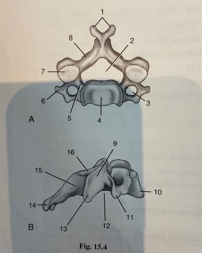 Typical Cervical Vertebra Flashcards Quizlet