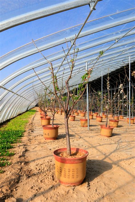 Greenhouse Fruit Tree Growing Can You Grow Trees In A Greenhouse