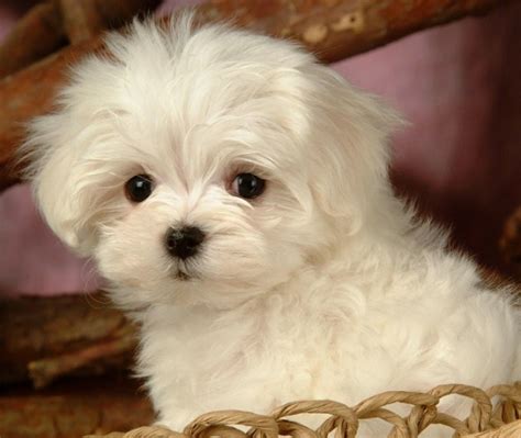 Maltipoo Rescue | Maltipoo