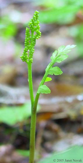 Botrychium Matricariifolium Alchetron The Free Social Encyclopedia