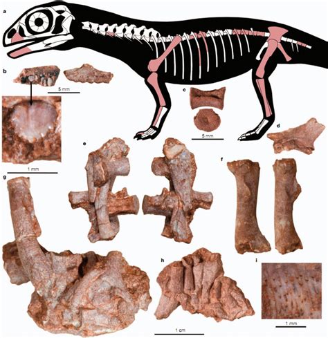 Scientists Just Found The Teeny Bones Of Fossilized Embryonic