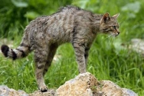 Хищници - ДИВИ ЖИВОТНИ В БЪЛГАРИЯ