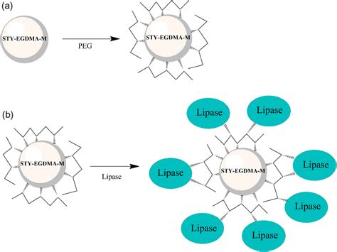 Immobilization Of Lipase By Physical Adsorption A Adsorption Of