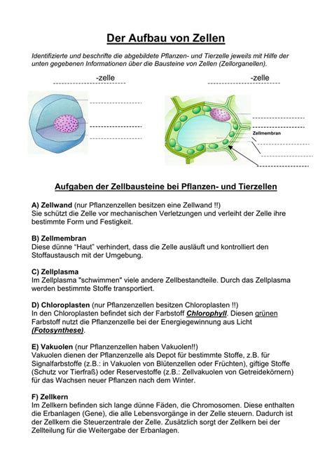 Arbeitsblatt Über Zellen Arbeitsblatt Zellen Biologie