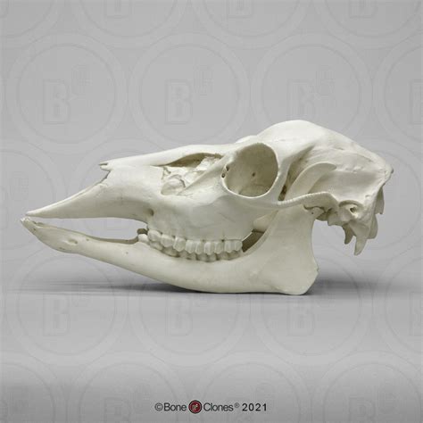 Economy White Tailed Deer Doe Skull Bone Clones Osteological Reproductions