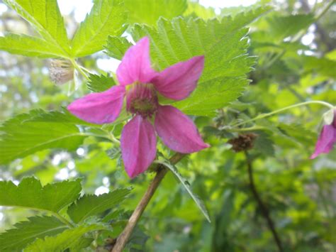 Salmonberry - Marion SWCD