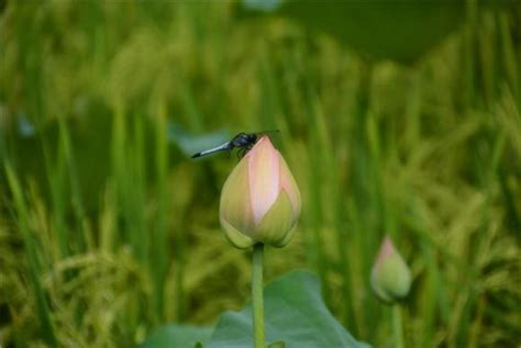 萬盛經開區石林鎮：荷花水稻交相輝映 每日頭條