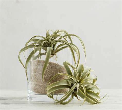 Faux Succulent Wall Art Pottery Barn