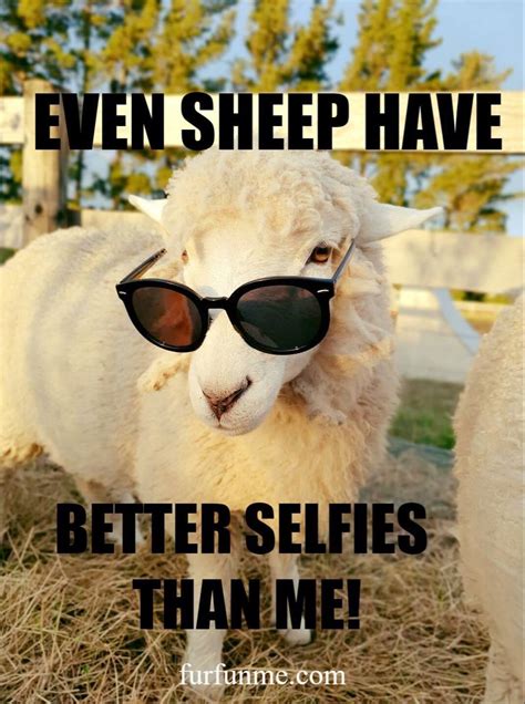 Funny Sheep | Funny sheep, Better selfies, Sheep meme