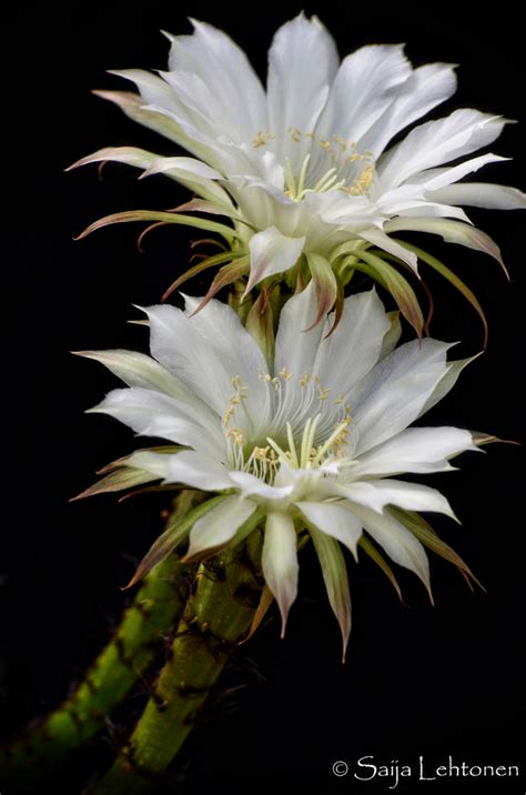 White Cactus Flowers by CeeThruMyEyes on DeviantArt