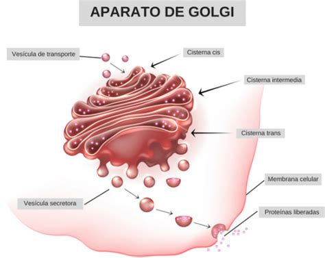 Aparato de Golgi qué es funciones y estructura Enciclopedia