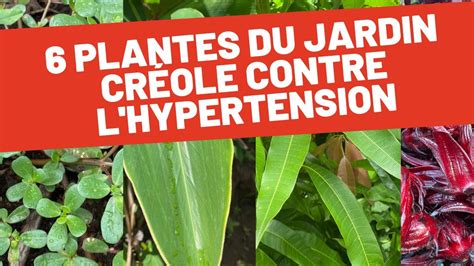 6 plantes du jardin créole qui ont un impact sur lhypertension 1